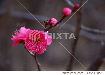 耐寒,綻放優雅 耐寒,綻放優雅 135512055