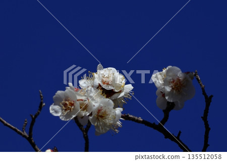 It bears the cold and blooms elegantly It bears the cold and blooms elegantly 135512058