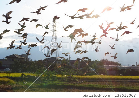 一群鴿子在逆光中飛翔 135512068