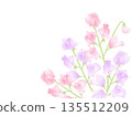 Sweet pea pink, purple 135512209