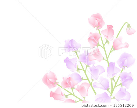 香豌豆粉紅、紫色 135512209