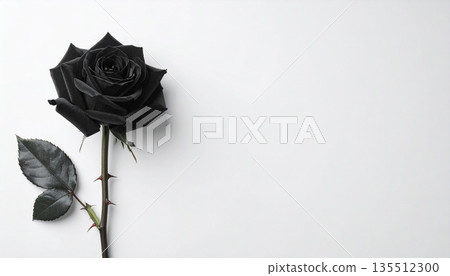 一朵黑色玫瑰在白色背景上盛開。極簡的平鋪構圖，襯托出令人印象深刻的帶刺莖幹。 135512300