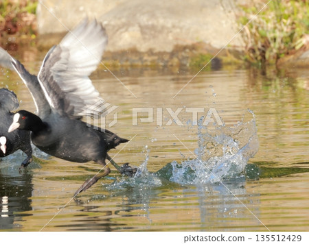The moment when a coot walks on water and splashes The moment when a coot walks on water and splashes 135512429