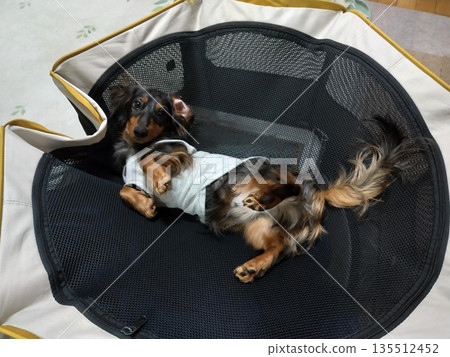 Our Dachshund Our Dachshund 135512452