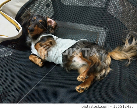 Our Dachshund Our Dachshund 135512453