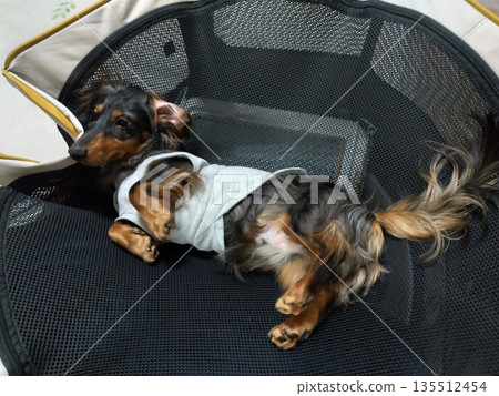 我們的臘腸犬 我們的臘腸犬 135512454