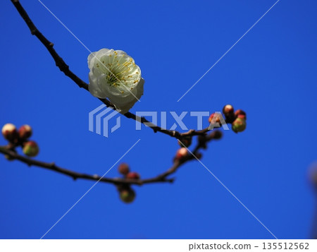 發光在藍天的白色李子 發光在藍天的白色李子 135512562