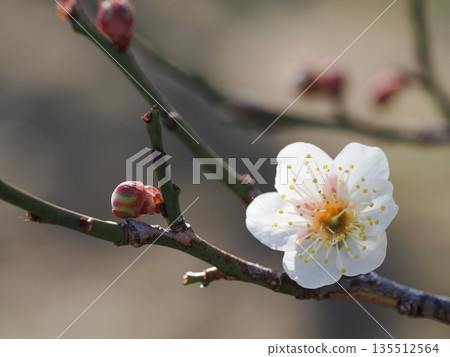 白梅花 白梅花 135512564