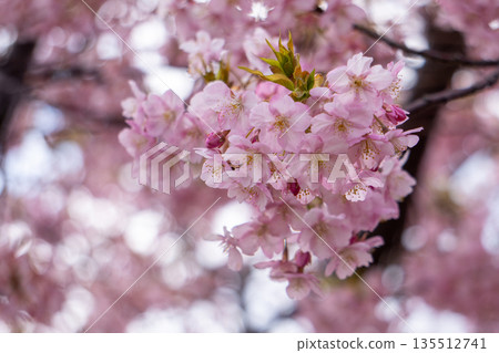 Kawazu cherry blossoms bathed in the spring sunshine Kawazu cherry blossoms bathed in the spring sunshine 135512741