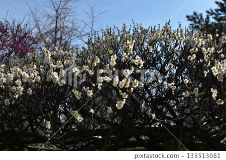 Cherry blossoms in full bloom shining in the blue sky 135513081