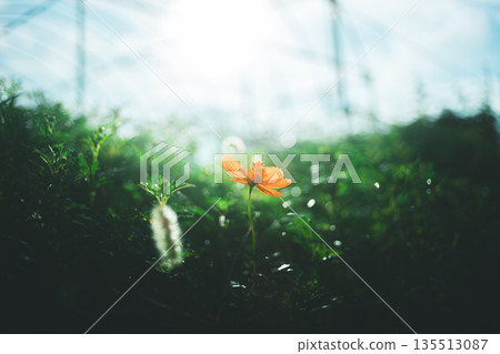 Flowers that give hope 135513087