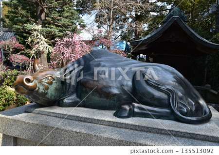 Cows and plum blossoms in full bloom at Domyoji Tenmangu Shrine 135513092