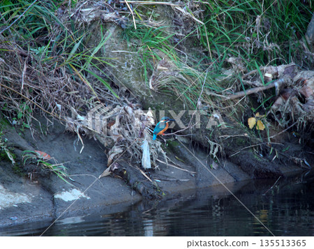 翠鳥停在高處的那一刻 135513365