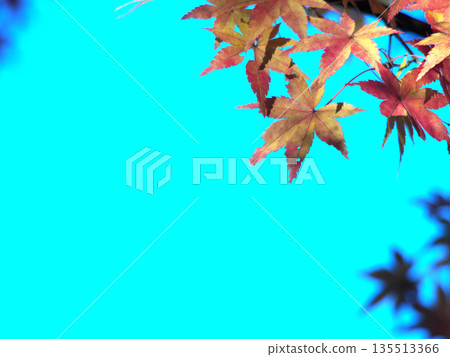 藍天秋葉，景色宜人。 135513366
