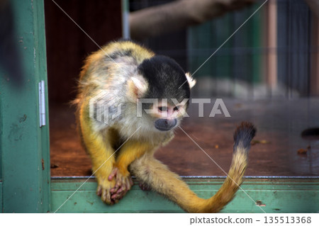Squirrel monkey 135513368