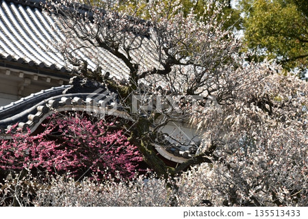 Daimoji plum Tenmangu shrine plum 135513433