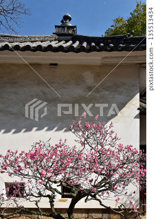 Daimoji plum Tenmangu shrine plum Daimoji plum Tenmangu shrine plum 135513434