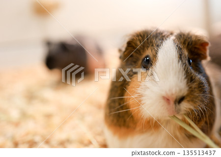 豚鼠 135513437