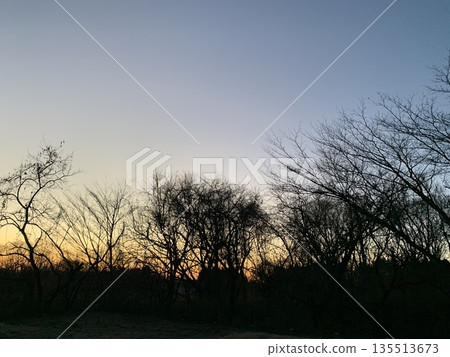 tree silhouette and sunset 135513673