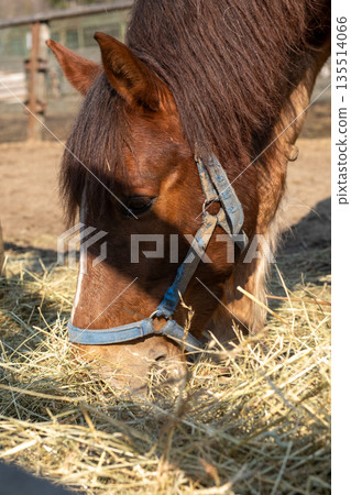 Close-up of a horse face while eating hay, emphasizing textures and a quiet, rural atmosphere 135514066