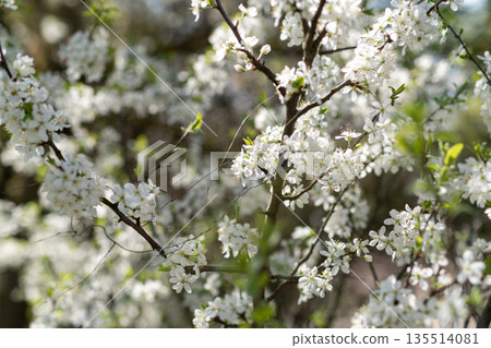 White cherry blossoms cover tree branches, illuminated by sunlight in a close-up view. The petals are vibrant and fresh, representing springtime renewal and natural beauty. 135514081