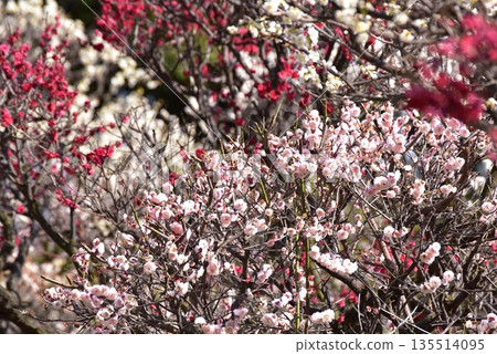 Plum blossoms in full bloom 135514095