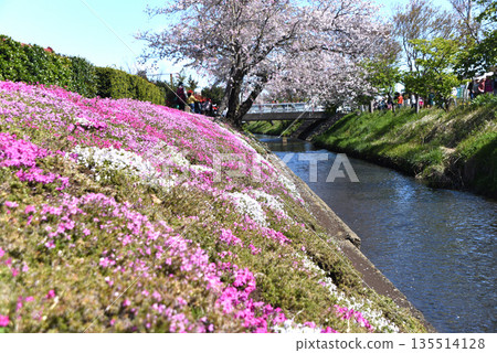 Cherry blossoms along the Shibata River and mosquito cherry blossoms 135514128