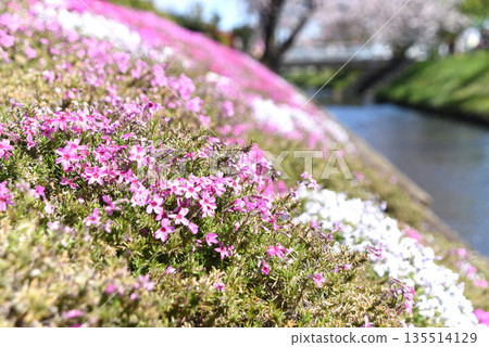 Shibazakura along the Shibuto River 135514129