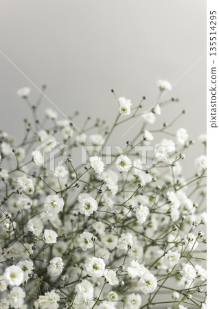 Vertical composition of white gypsophila with blank background 135514295