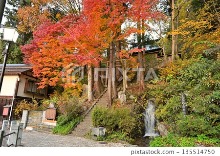 Autumn foliage at Yuzawa Shrine in Nozawa Onsen Village (Nozawa Onsen Village, Nagano Prefecture) 135514750