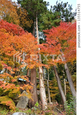 野澤溫泉村湯澤神社的紅葉（長野縣野澤溫泉村） 135514755