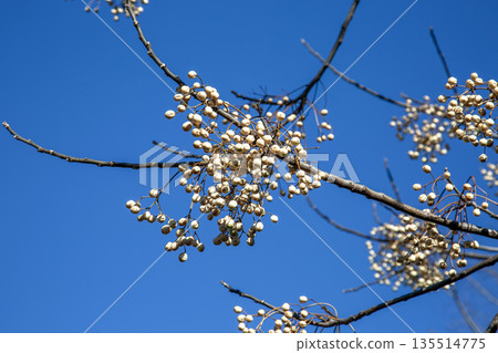 A wax tree bearing wax fruit with a blue sky in the background 135514775
