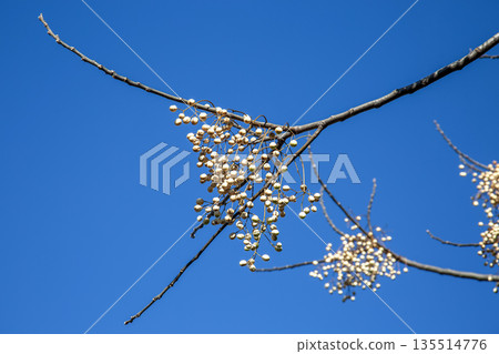A wax tree bearing wax fruit with a blue sky in the background A wax tree bearing wax fruit with a blue sky in the background 135514776