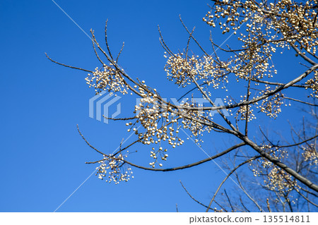 一棵結滿蠟質果實的蠟樹，背景是蔚藍的天空。 135514811
