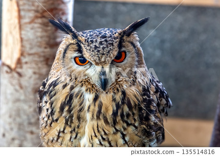 Bengal Eagle Owl with bright iris [Small mammal] 135514816