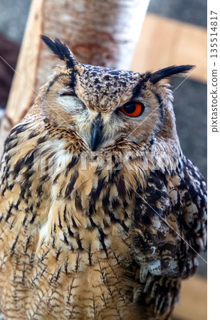 A Bengal eagle owl with bright winking irises [small mammal] 135514817