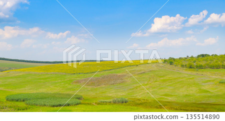 Scenic Summer Landscape with Rolling Green Hills and Sunflower Field 135514890