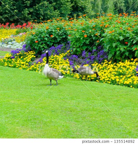 Pair of Wild Geese on Green Lawn by Vibrant Flowerbed Pair of Wild Geese on Green Lawn by Vibrant Flowerbed 135514892