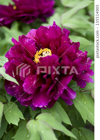 牡丹園裡，紅紫色的牡丹花盛開。 135514905