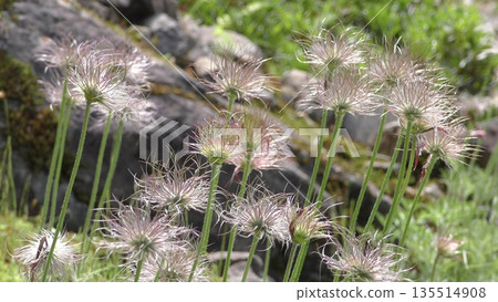 Pulsatilla cotton Pulsatilla cotton 135514908