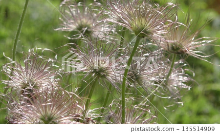 Pulsatilla cotton Pulsatilla cotton 135514909