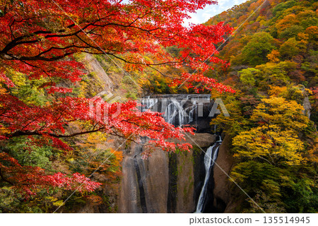 Ibaraki Prefecture, one of Japan's three most famous waterfalls, Fukuroda Falls, autumn foliage and the scenery of the four-tiered waterfall 135514945