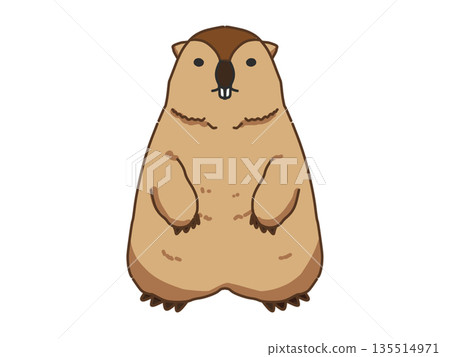 站立的土撥鼠插圖 135514971