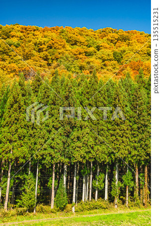 白馬野平地區的秋葉 135515231