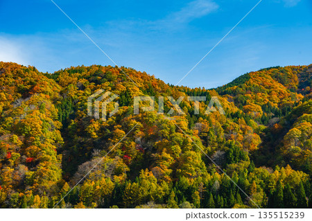 Clear autumn sky and autumn leaves on the mountain Clear autumn sky and autumn leaves on the mountain 135515239
