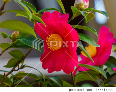 Camellia or Sasanqua? A red flower blooming in the winter light. Camellia or Sasanqua? A red flower blooming in the winter light. 135515290