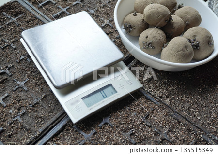 稱量種薯04 稱量種薯04 135515349