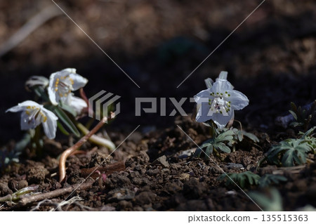 冬天的仙女 135515363