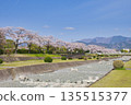 【神奈川縣】水無川沿岸的櫻花樹 135515377
