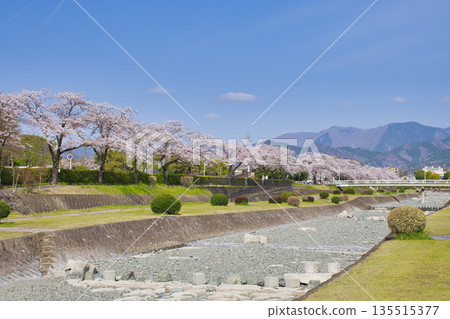 【神奈川縣】水無川沿岸的櫻花樹 135515377